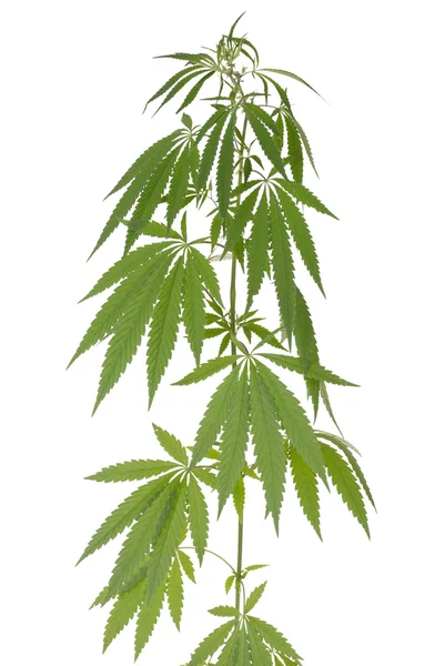 Hanf (Cannabis)) — Stockfoto