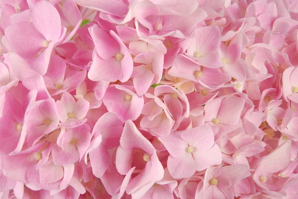 Růžové hortenzie macrophyllous — Stock fotografie