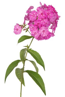 Pembe çiçek phlox (kırpma yolu)