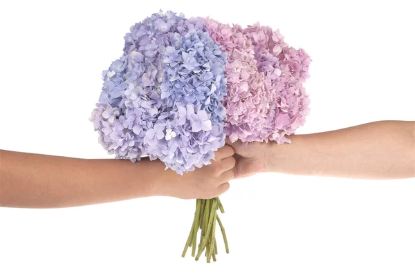 Ροζ και μπλε λουλούδι Ορτανσία στα χέρια (διαδρομή αποκοπής) — Φωτογραφία Αρχείου