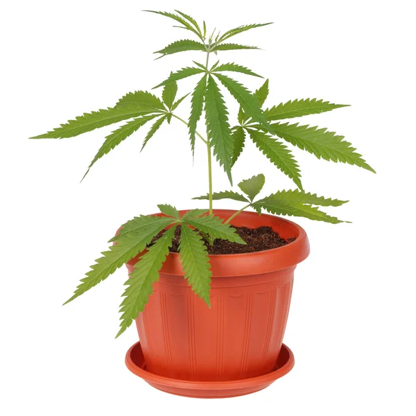 Hampa (cannabis) i en blomkruka på vit bakgrund — Stockfoto