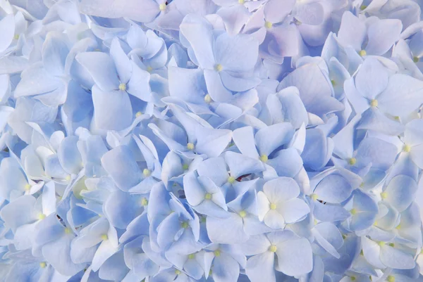Blå hortensia macrophyllous — Stockfoto
