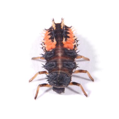 Palyaço uğur böceği larvaları (Harmonia axyridis)