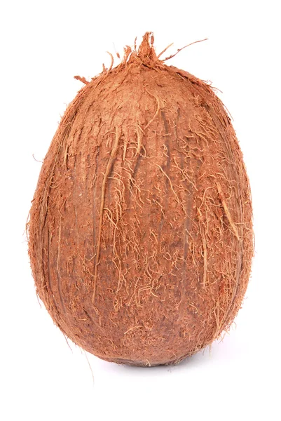 Coconut — Stock Photo, Image