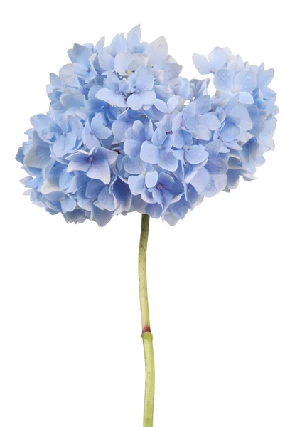 Blue flower hydrangea (Clipping path)