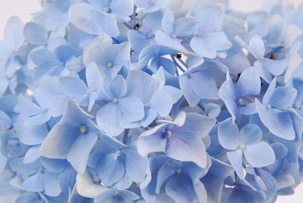 Blå hydrangea macrophylla — Stockfoto