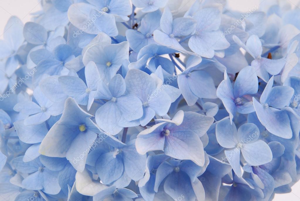 Blue hydrangea macrophylla Stock Photo by ©akova777 71835085
