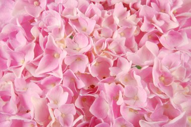 Pembe ortanca makrophyllous