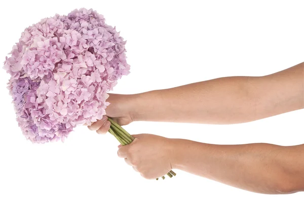 Hortensia de flor rosa en las manos (camino de recorte ) — Foto de Stock