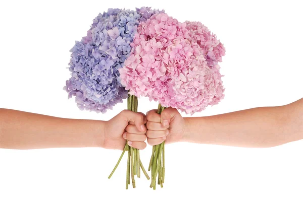 Ροζ και μπλε λουλούδι Ορτανσία στα χέρια (διαδρομή αποκοπής) — Φωτογραφία Αρχείου