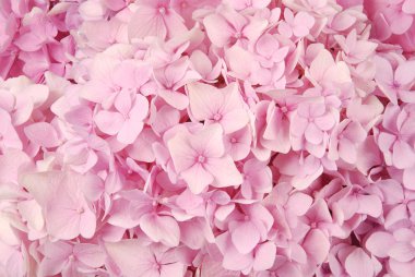 pembe ortanca macrophylla