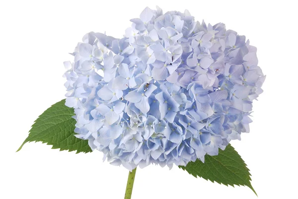 Mavi çiçek ortanca (kırpma yolu) — Stok fotoğraf