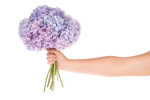 Hortensia flor púrpura en la mano (camino de recorte ) — Foto de Stock