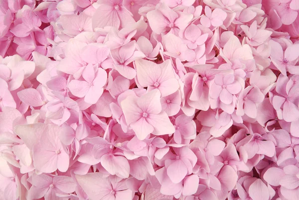 Rosa hydrangea macrophylla — Stockfoto