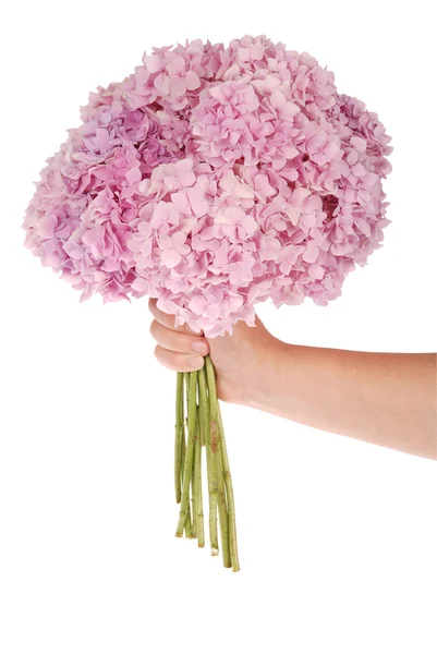 Hortensia de flor rosa en la mano (camino de recorte ) — Foto de Stock