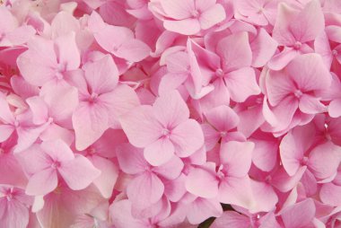 Pembe ortanca makrophyllous
