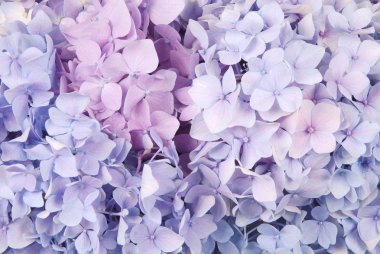Blue and pink hydrangea macrophylla clipart