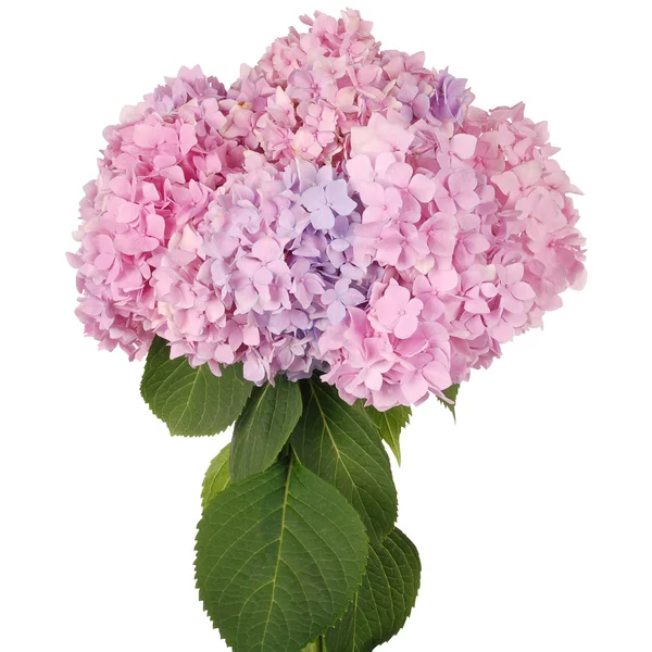Pink flower hydrangea (Clipping path) — Stock Photo, Image