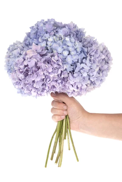 Hortensia flor púrpura en la mano (camino de recorte ) — Foto de Stock