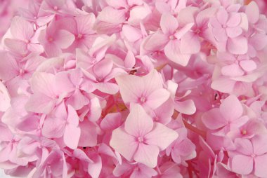 pembe ortanca macrophylla