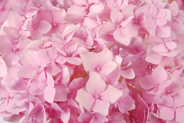 Rosa hydrangea macrophylla — Stockfoto