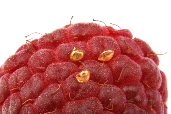 Raspberry skalbagge ägg — Stockfoto