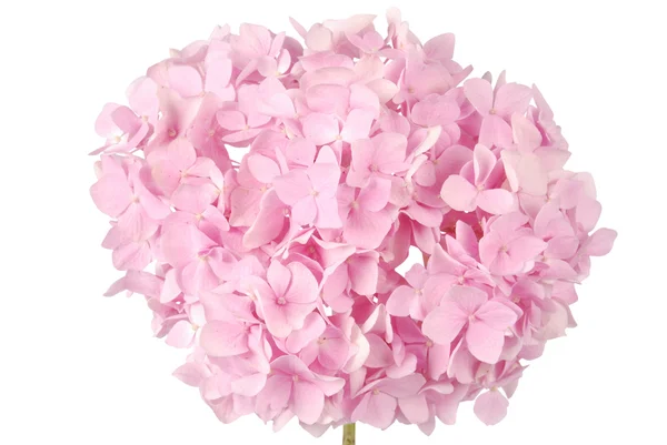 Pink flower hydrangea (Clipping path) — Stock Photo, Image