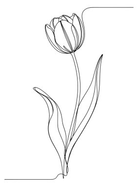 Modern iç dekorasyon ve bahar temalı tasarımlar için uygun, yaprağı ve sapı olan bir lale çiçeğinin temiz ve zarif tek bir çizgisi..