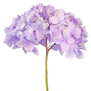 Mor çiçek ortanca (kırpma yolu)