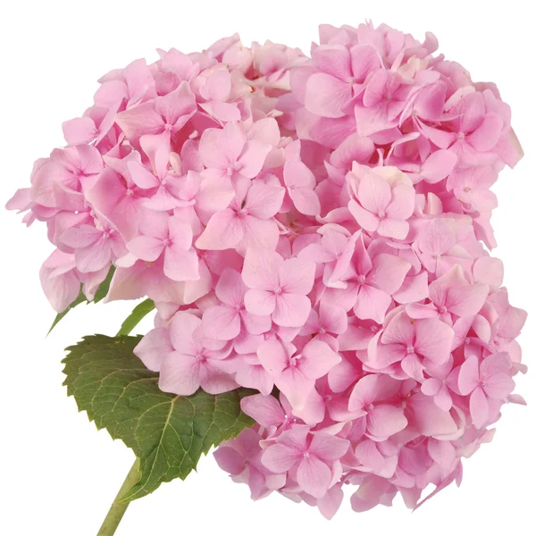 Pink flower hydrangea (Clipping path) — Stock Photo, Image