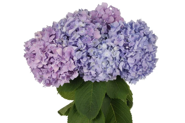 Mor ve mavi çiçek ortanca (kırpma yolu) — Stok fotoğraf