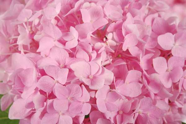 Růžové hortenzie velkolistá — Stock fotografie