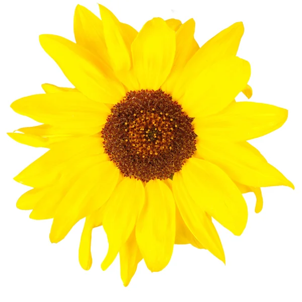 Sunflowers on white — Stock Photo, Image