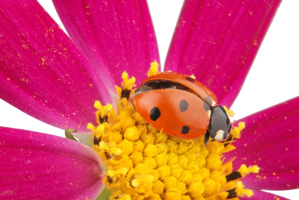 Ladybug sitting on kosmeyi — Stock Photo, Image