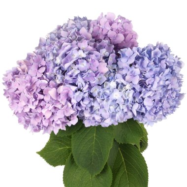 Mor ve mavi çiçek ortanca (kırpma yolu)