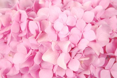 pembe ortanca macrophylla