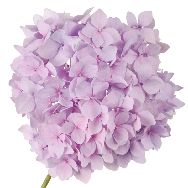 Paarse bloem hortensia (uitknippad) — Stockfoto