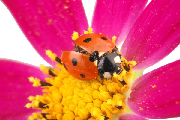 Ladybug sitting on kosmeyi — Stock Photo, Image