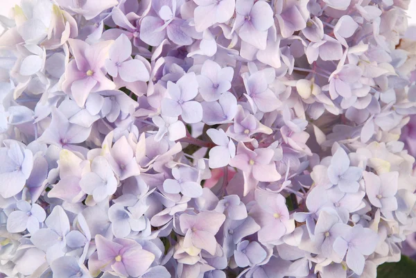 Blå hydrangea macrophylla — Stockfoto