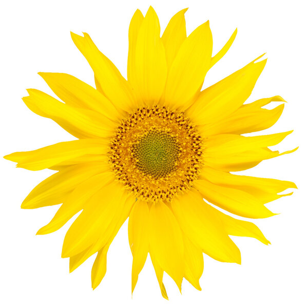 Beautiful yelow sunflower