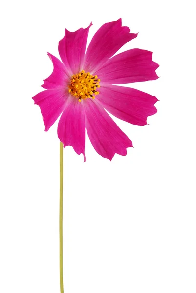 Fialový květ kosmeya — Stock fotografie