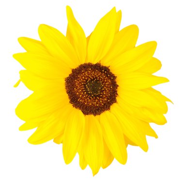 bir güzel ayçiçeği