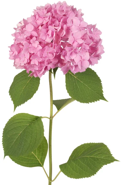Vaaleanpunainen kukka hortensia (Leikkaus polku ) — kuvapankkivalokuva