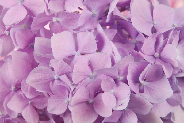 Ortensia macrophylla viola — Foto Stock
