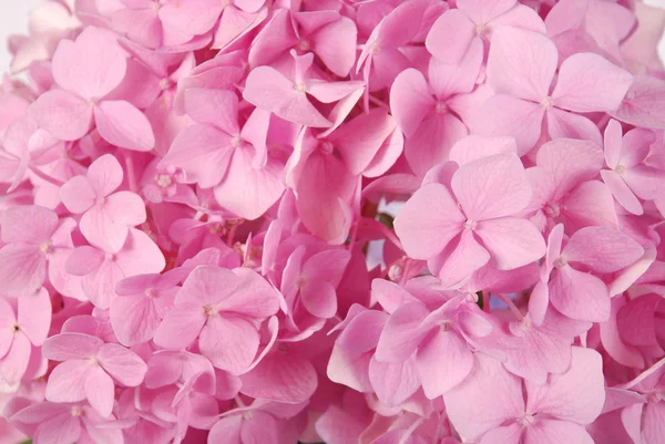Ortensia macrophylla rosa — Foto Stock