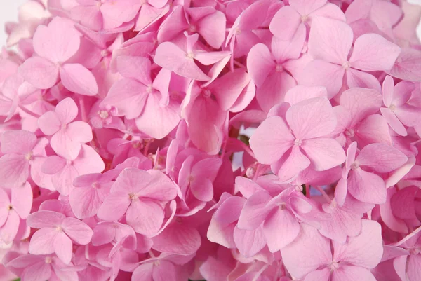 pembe ortanca macrophylla