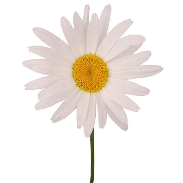 Jeden heřmánkový květ (Ořezová cesta) — Stock fotografie