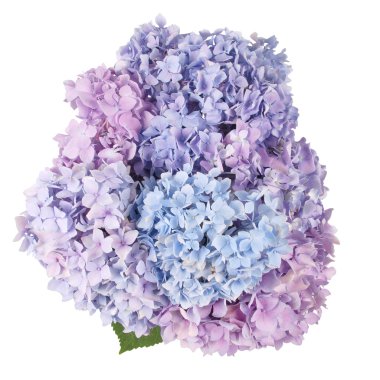 Mor çiçek ortanca (kırpma yolu)