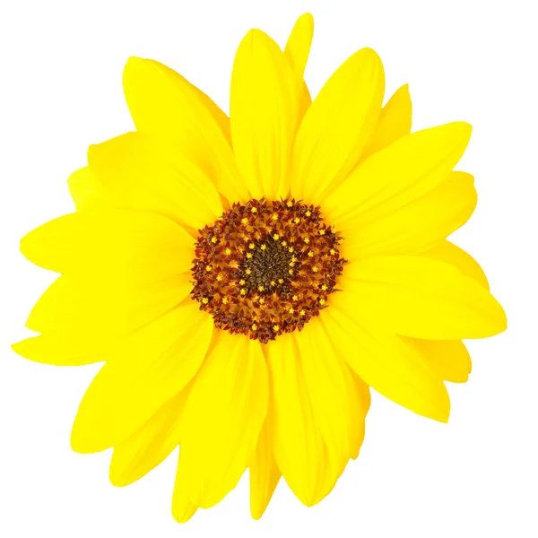 One beautiful sunflower — Stock Photo, Image