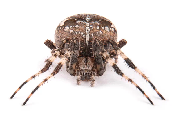 Crusader de araña hembra — Foto de Stock